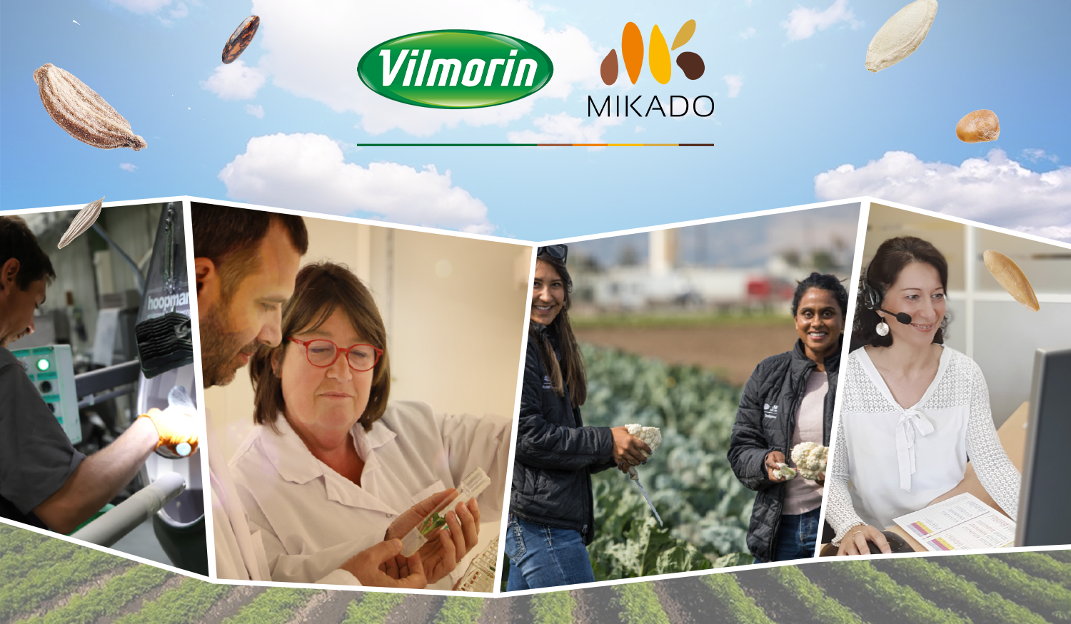 vilmorin-mikado carrière