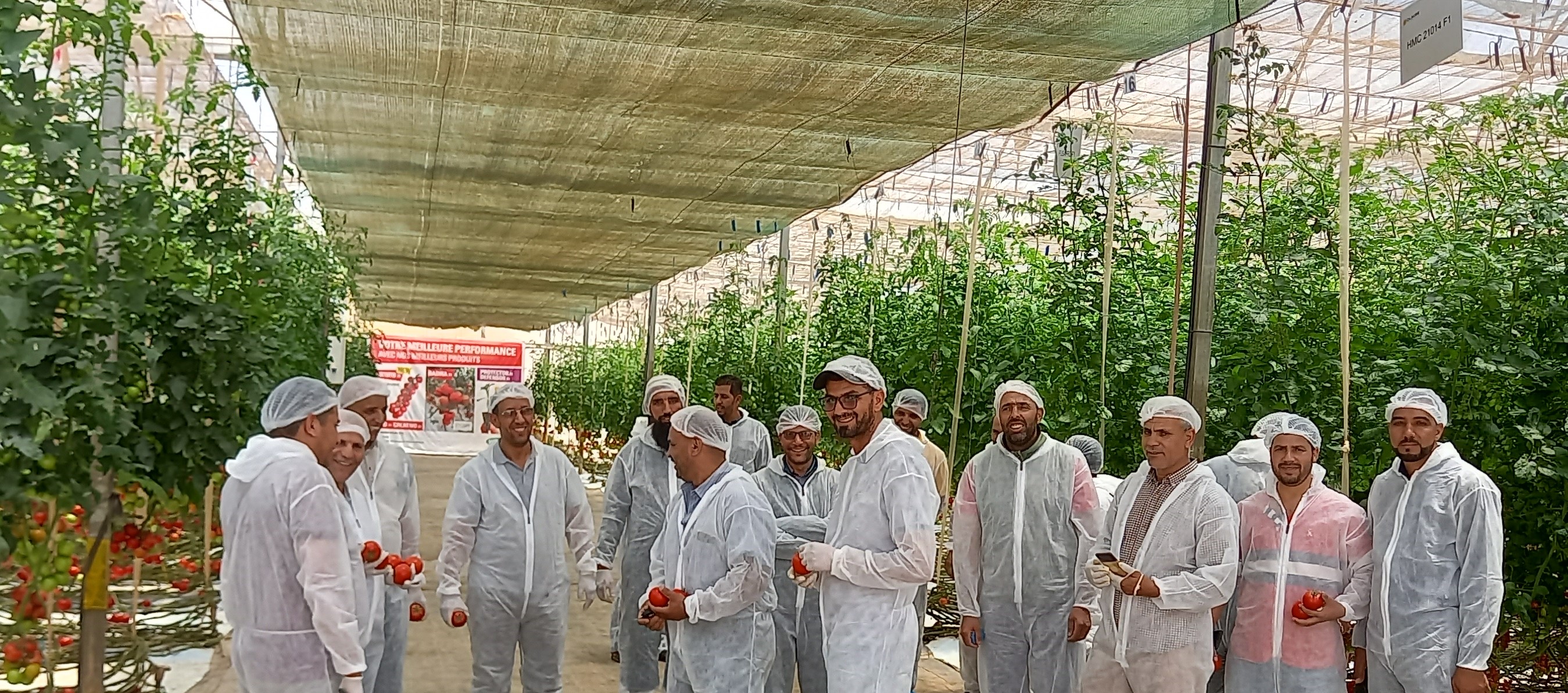 Nos Producteurs Tomate