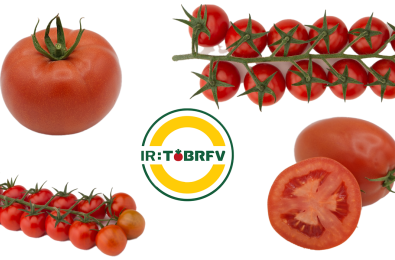 Tomates IR ToBRFV